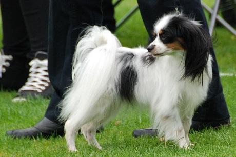 CH. Sjustrommars Tinkerbell