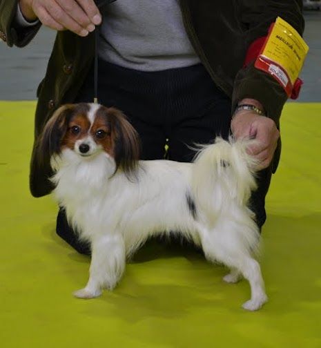 CH. Ino de l'oustal d'eloi